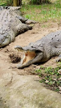 Female and male crocodile resting in the open air