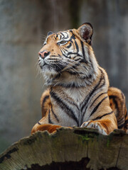 Sumatran tiger