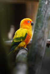 Sun parakeet