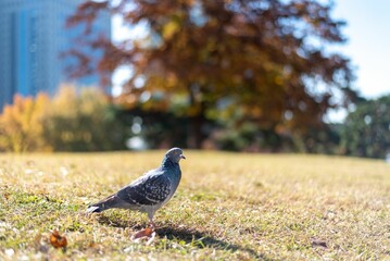 Closeup of a pigeon in the field with trees and buildings in the background