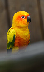 Sun parakeet