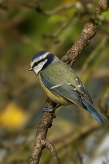 Close-up shot of a Eurasian blue tit perched on a tree branch in the spring garden