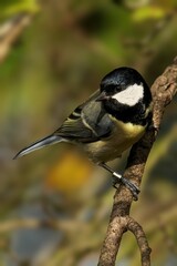Close-up shot of a Great tit perched on a tree branch in the spring garden