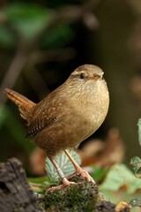 Naklejka premium Close-up shot of a beautiful Eurasian wren in the forest