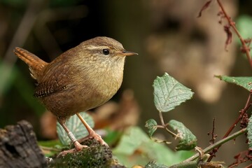 Close-up shot of a beautiful Eurasian wren in the forest