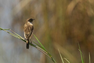 Close-up shot of a stonechat perched on a green plant isolated with a bokeh background