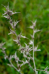 Damaged bush by cobwebs