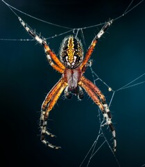 Vertical closeup shot of aculepeira ceropegia spider on a web on a blue background