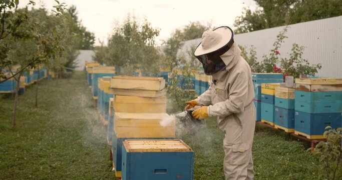 Bee keeper dressed in protective suit and gloves using a smoker