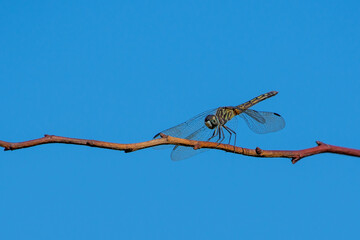 A blue dasher (Pachydiplax longipennis) dragonfly of the skimmer family, sits on top of a twig with a soft green background in Ontario, Canada.