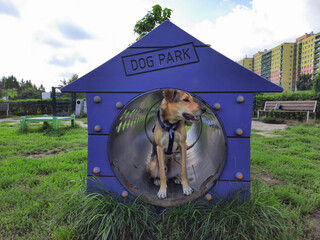 Dog sits in closed agility tunnel. City pets. Funny mixed breed dog ​​of medium size looks out...