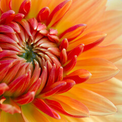 colorful detail of a dahlia blossom flower in pastel orange and red as a square