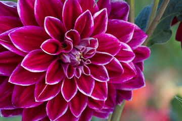 colorful detail of a dahlia blossom flower in violet with white edge 