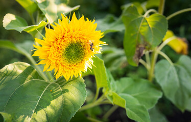 A yellow spider has caught its prey and is holding a wasp sitting on a sunflower in its tentacles. Beautiful sunlight on a sunflower plantation.
