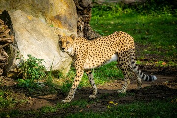Closeup of a Cheetah walking in the zoo in Leipzig, Saxony, Germany