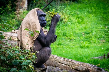 Closeup of an ape covered in burlap cloth while sitting on a fallen tree trunk