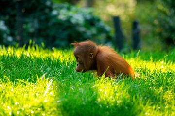 Closeup of a young ape sitting on a grassy ground