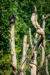 Closeup of an ape sitting on top of a wooden post