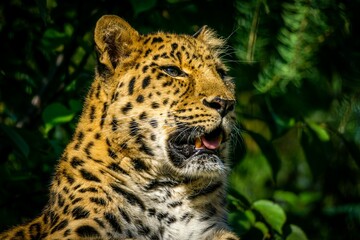 Closeup of a Leopard in a zoo