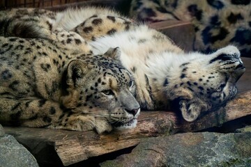 Closeup of resting Leopards in a zoo