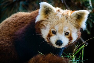 Closeup of a cute Red Panda