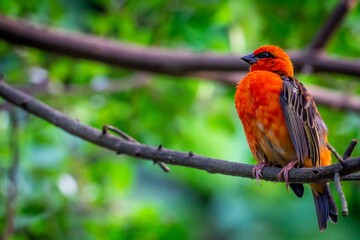 Shallow focus shot of a Fody bird perched on a tree branch
