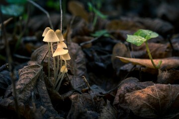 Closeup of mushrooms ground amongst dried fallen leaves on the ground of a forest