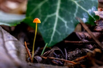 Closeup shot of Mushroom growth between the plants with green leaf in the blurred background