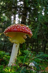 Vertical shot of Mushroom growth on the greens of a forest's ground