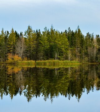 Bird Sanctuary Pond Reflection