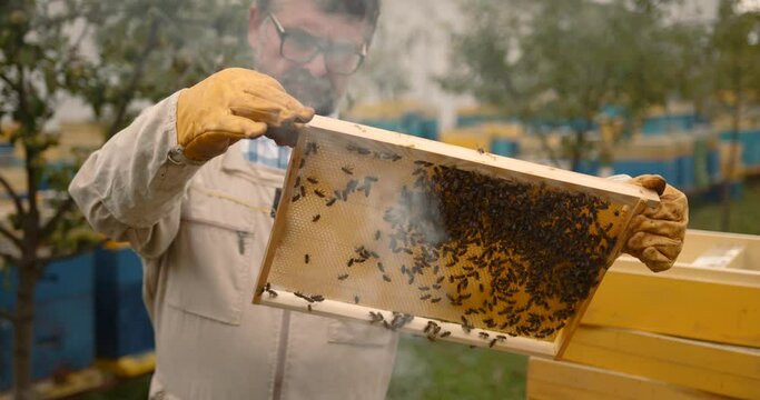 Beekeeper is working with bees and beehives on the apiary