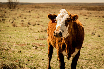 Grass fed cow on Oklahoma ranch