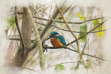 A digital watercolour painting of common Eurasian kingfisher, Alcedo atthis perched by a pond.