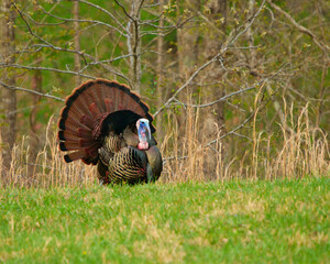 Male Wild Turkey showing off.