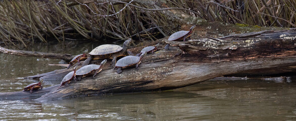 Preserving Our Precious Ecosystems: A Family of Painted Turtles Thriving in a Protected Conservation Area.  Wildlife Photography. 