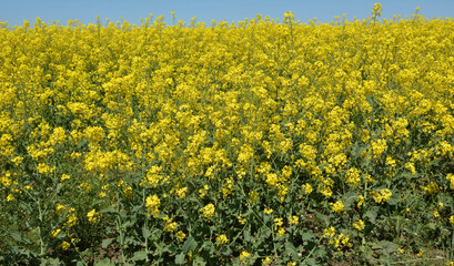 Obraz premium Landscape with rapeseed field.