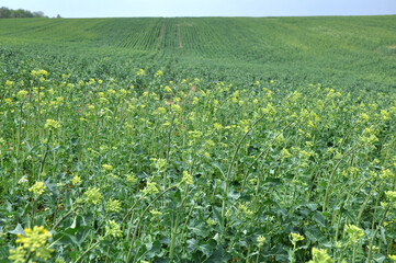 Fototapeta na wymiar Landscape with rapeseed field.