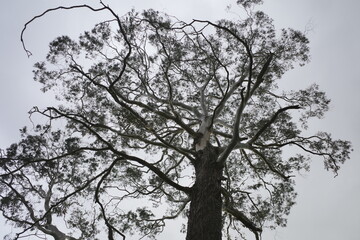 tree in the sky