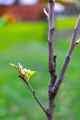 Spring, everything comes to life