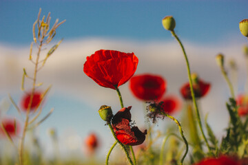 A lot of fresh red poppies blooming in a spring meadow against blue sky. Natural springtime landscape. Wild flowers blossom on a wind. Beautiful floral wallpaper. Summer flower blooming low angle view