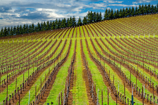 A pattern image of a hillside vineyard in the winter season near Salem Oregon