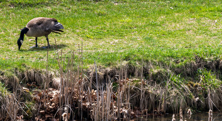 Obraz na płótnie Canvas A wild Canada Goose in the grass next to a pond in Pittsburgh, Pennsylvania, USA on a sunny spring day