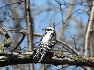 downy woodpecker perched on a branch