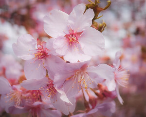 pink cherry blossom