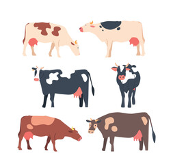 Set of Cows Isolated White Background, Brown, Clack And White Cows with Large Eyes And Prominent Snout Chew Its Cud