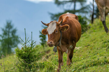 Cow in Slovenian mountains - Alps cow