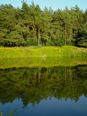 Obraz premium Reflections of trees and bushes in the surface of a calm lake on a sunny summer day near Kurów, Pulawy, Poland
