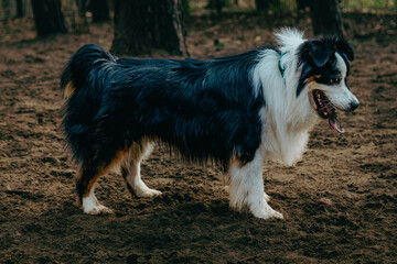 Naklejka na ściany i meble Portrait of Australian Shepherd in dogs park. Cute dog standing on a ground in the woods looking at his owner who is caring a toy. Animal waiting to throw the ball.
