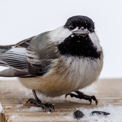 Close up of a Black-capped chickadee (Poecile atricapillus) eating a seed during winter in Wisconsin. Selective focus, background blur and foreground blur.
