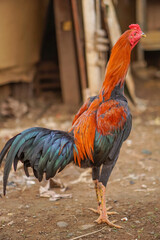 rooster in the farm